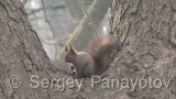 Video of Eurasian red squirrel - Eurasian red squirrel in the  autumn forest